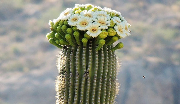 Baja Cactus Blossom